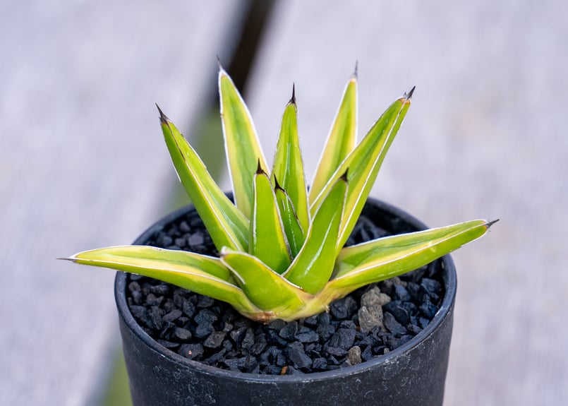 アガベ 笹の雪 黄覆輪 | mana's farm:塊根植物・アガベ・ドライ