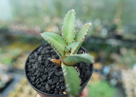アガベ　チタノタ　FO-76　Agave titanota  FO-76　No.2