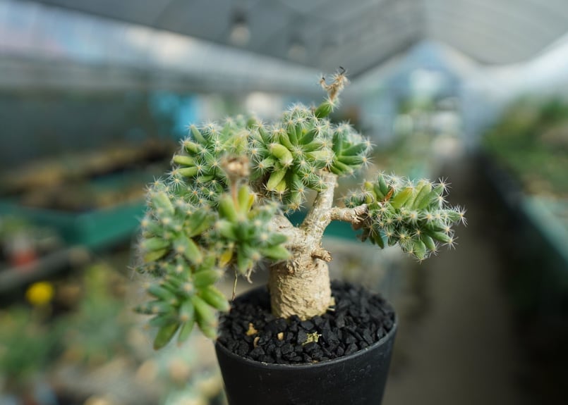 トリコディアデマ デンサム Trichodiadema densum No.2 | mana