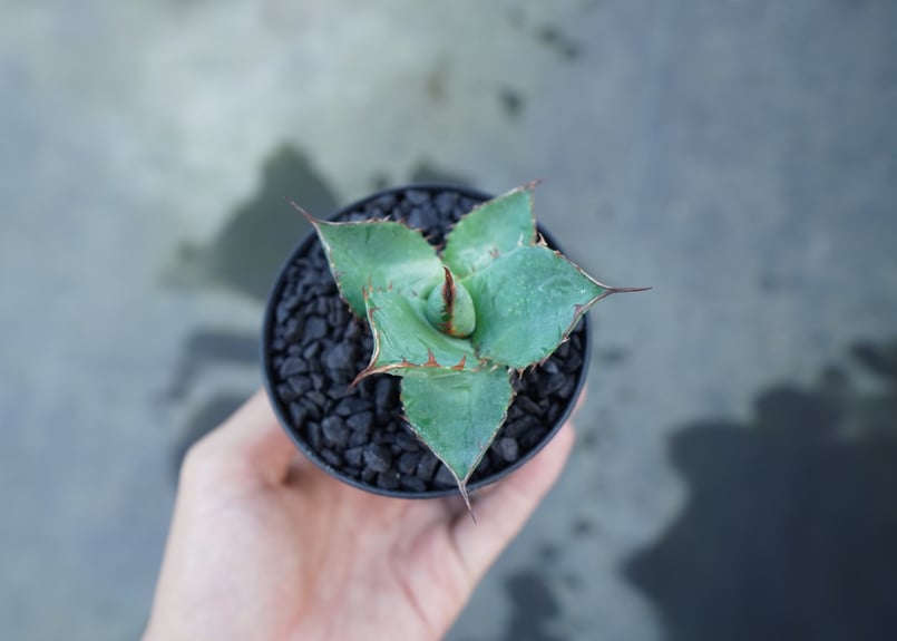 アガベ パラサナ×ホリダ agave parasana×horrida | mana's fa