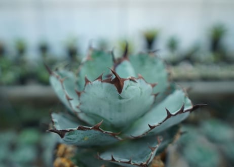 アガベ　チタノタ　 ブラックアンドブルー 　Agave titanota black and blue　NO.8