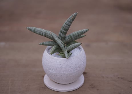 サンセベリア　ボンセレンシス　	Sansevieria Boncellensis