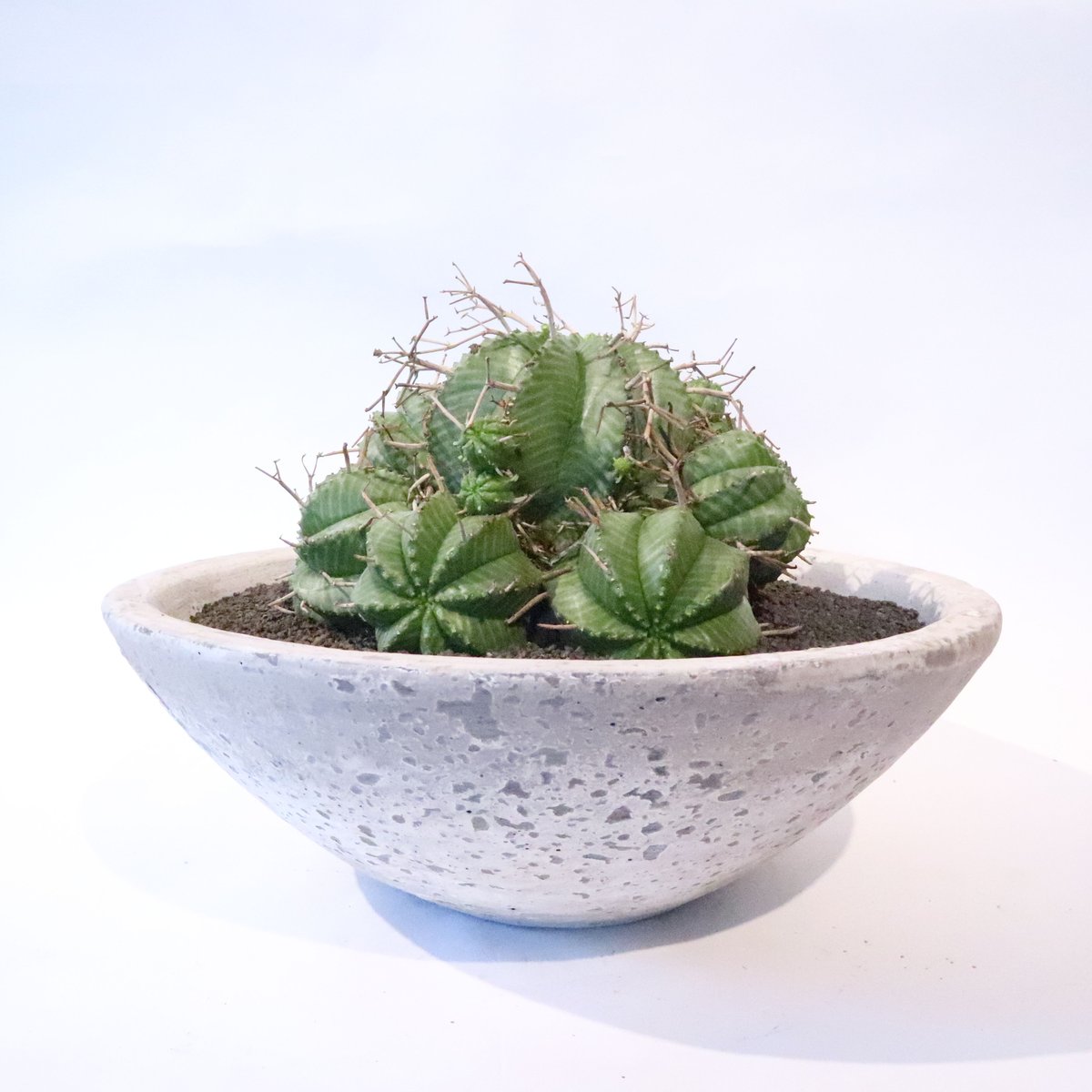 ユーフォルビアバリダ　群生　10年程管理 ユーフォルビアバリダ 群生 10年程管理 ユーフォルビアバリダ 群生 10