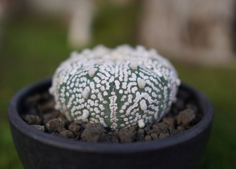 アストロフィツム スーパー兜 Astrophytum asterias 'Super Kabu