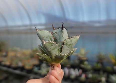 agave titanota ブラック＆ブルー　No.7