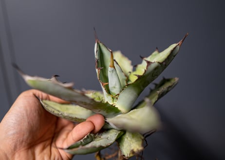 Agave titanota Agave B&B No.2