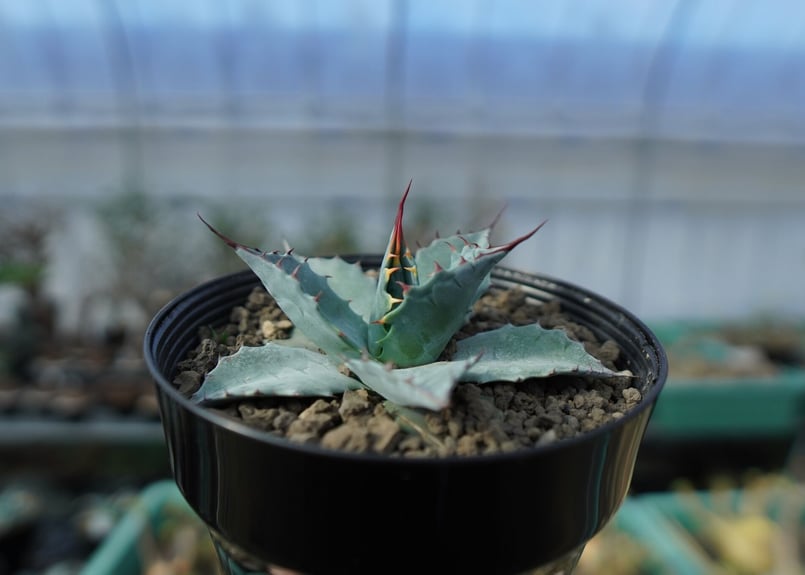 アガベ パラサナ ”トライアンファント” agave parrasana 