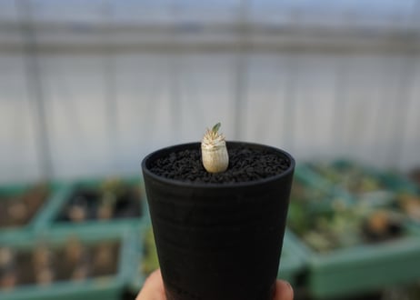 パキポディウム　デンシフローラム　Pachypodium densiflorum