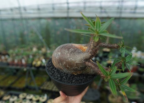 パキポディウム　グラキリス　Pachypodium gracilius　No.1