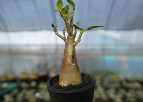 アデニウム　Adenium　No.18
