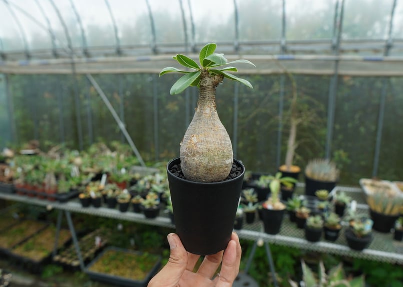 KDCさん専用マカイエンセ パキポディウム 5年目マカイエンセ🌱 5年もたったのか！と思うけど今年も元気