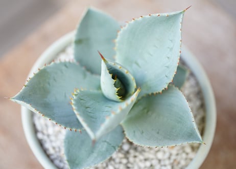 Agave pygmaea “Dragon Toes”