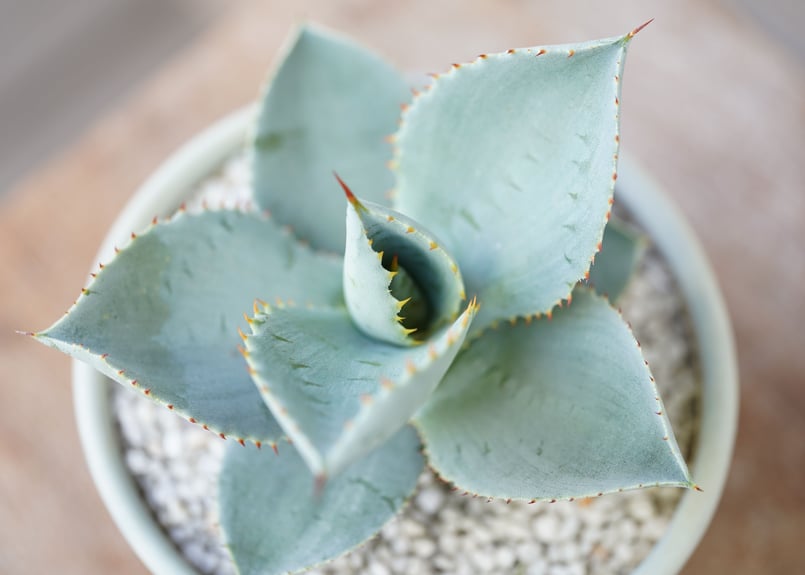 Agave pygmaea “Dragon Toes” | mana's green:塊根植物 Agave pygmaea “Dragon Toes” | mana's green:塊根植物