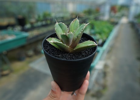アガベ　チタノタ　FO-76　Agave titanota  FO-76　No.8