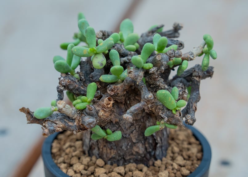 むーさん様確認用ケラリア・ピグマエア