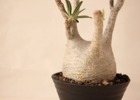 Pachypodium Gracilius パキポディウム  グラキリス  №４