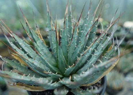 アガベ　ユタエンシス　Agave uthaensis　No.7