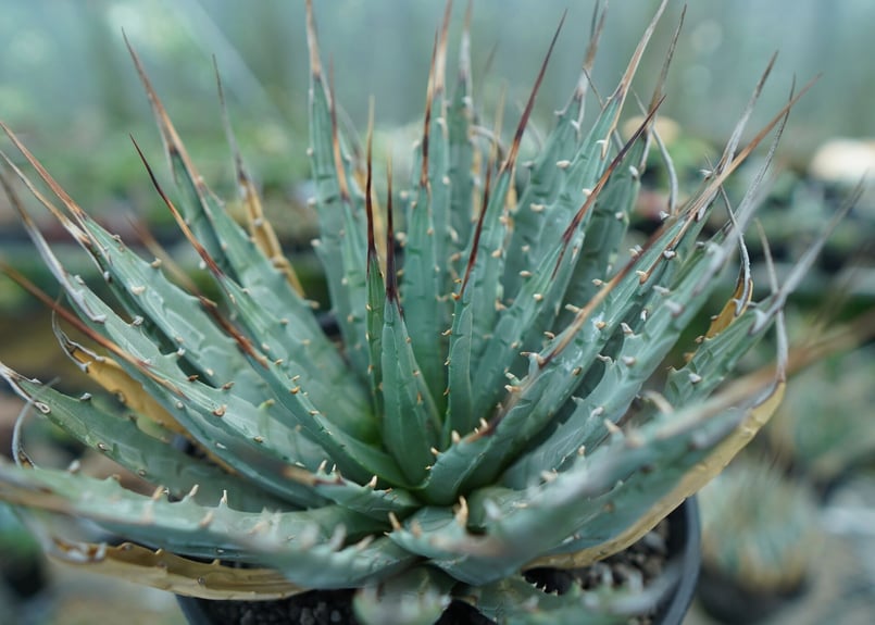 アガベ ユタエンシス Agave uthaensis No.7 | mana's farm:塊