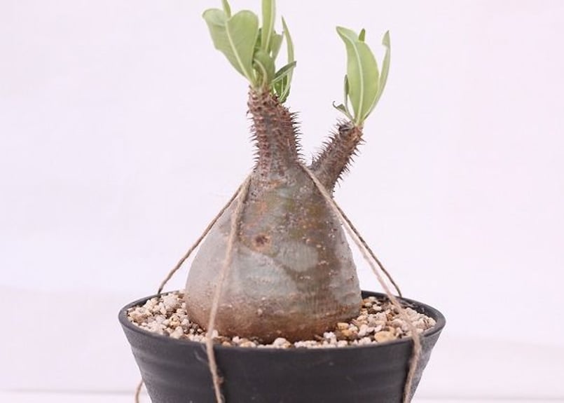 パキポディウム グラキリス Pachypodium gracilius ⑥ Amazon.co.jp: 50粒 パキポディウム グラキリス 種子Pachypodium