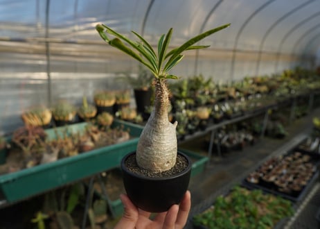 パキポディウム　グラキリス　 Pachypodium Gracilius  No.5