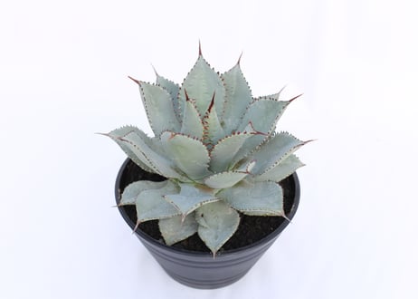 Agave Dragon Toes  №２