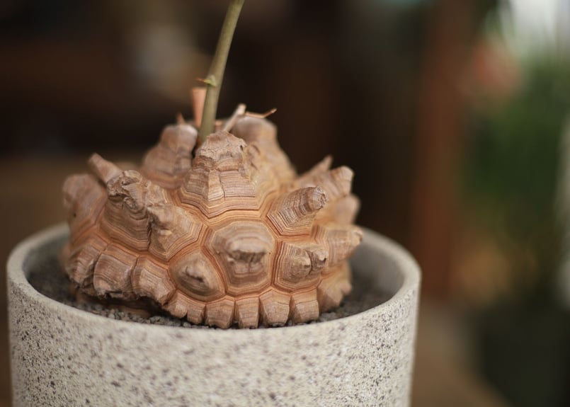 亀甲竜 Dioscorea elephantipes | mana's farm:塊根植物・ア