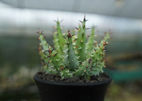 アロエ　エリナケア　Aloe erinacea