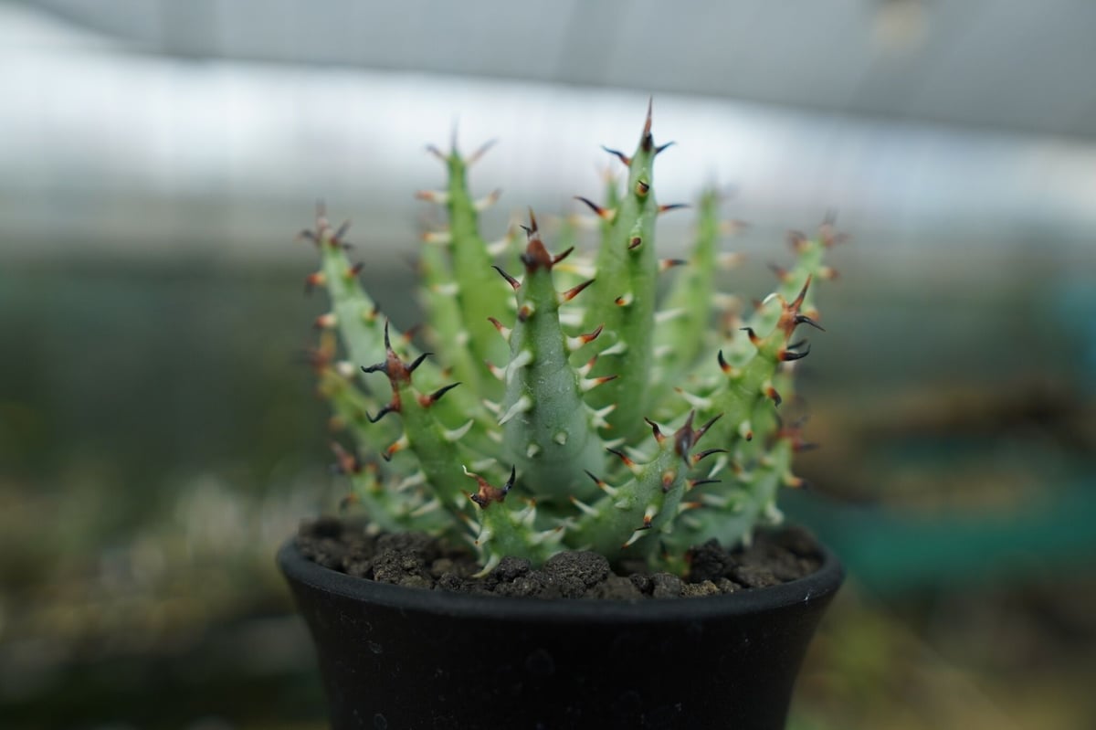 アロエ エリナケア Aloe erinacea | mana's green:塊根植物販売|マ...