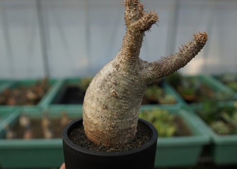 パキポディウム　グラキリス　 Pachypodium Gracilius  No.5