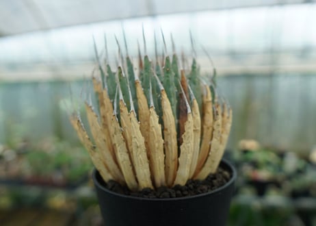 アガベ　ユタエンシス　Agave uthaensis　No.3