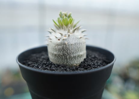 パキポディウム　恵比寿大黒　Pachypodium Densicaule　No.5