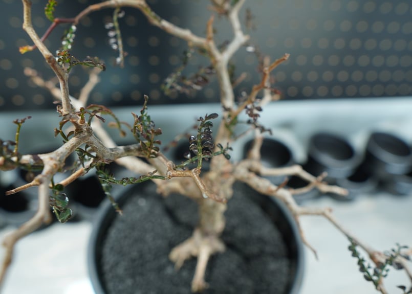 オペルクリカリア パキプス 沖縄管理株 | mana's farm:塊根植物