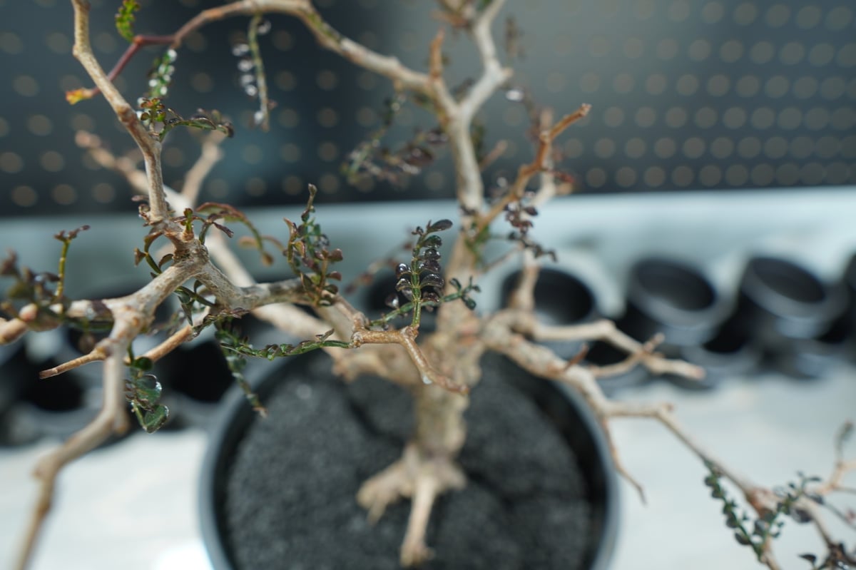 バオバブ　沖縄実生　塊根　灌木　オペルクリカリア バオバブ 沖縄実生 塊根 灌木 オペルクリカリア - メルカリ