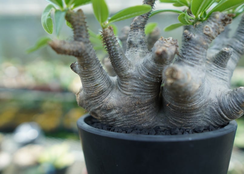 n*3様 Pachypodium makayense パキポディウム　マカイエン パキポディウム マカイエンセ Pachypodium makayense | mana's f