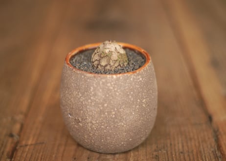 亀甲竜 Dioscorea elephantipes ミニ