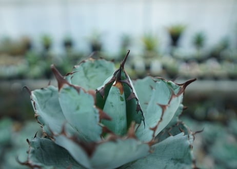 アガベ　チタノタ　 ブラックアンドブルー 　Agave titanota black and blue　NO.8