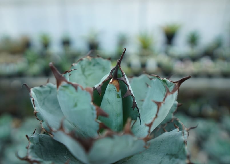 アガベ チタノタ ブラックアンドブルー Agave titanota black and