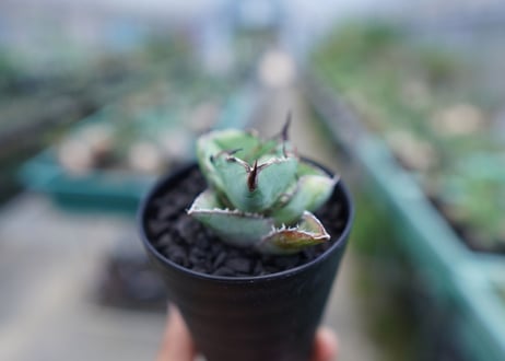 アガベ　チタノタ　 ブラックアンドブルー 　Agave titanota black and blue　No.2