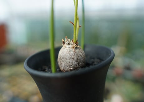 チロセマ ファッソグレンシス　 Tylosema fassoglensis