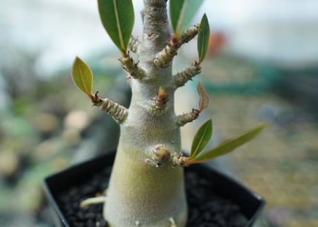 アデニウム　Adenium　No.3