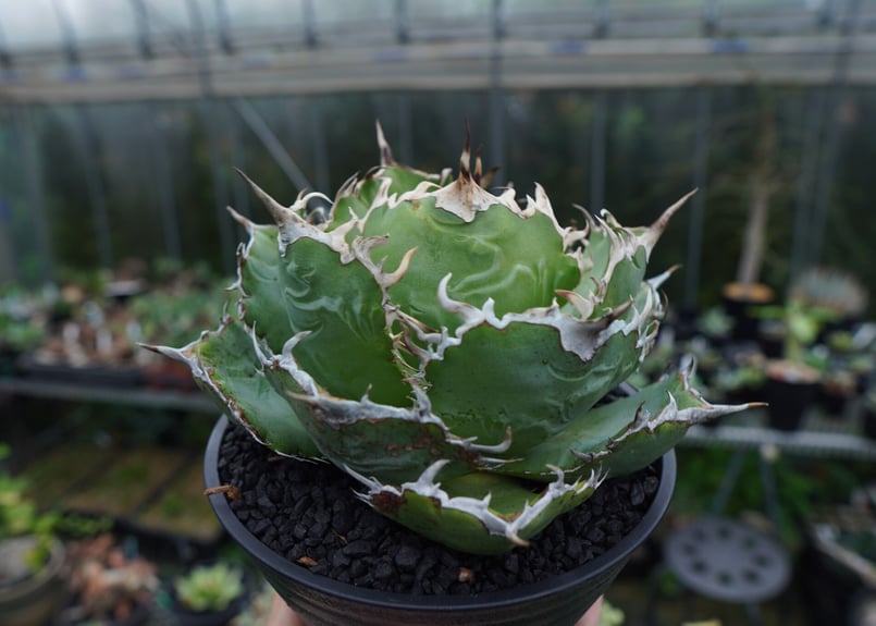 新しいコレクション アガベ チタノタ白鯨/Agave titanota “White Whale