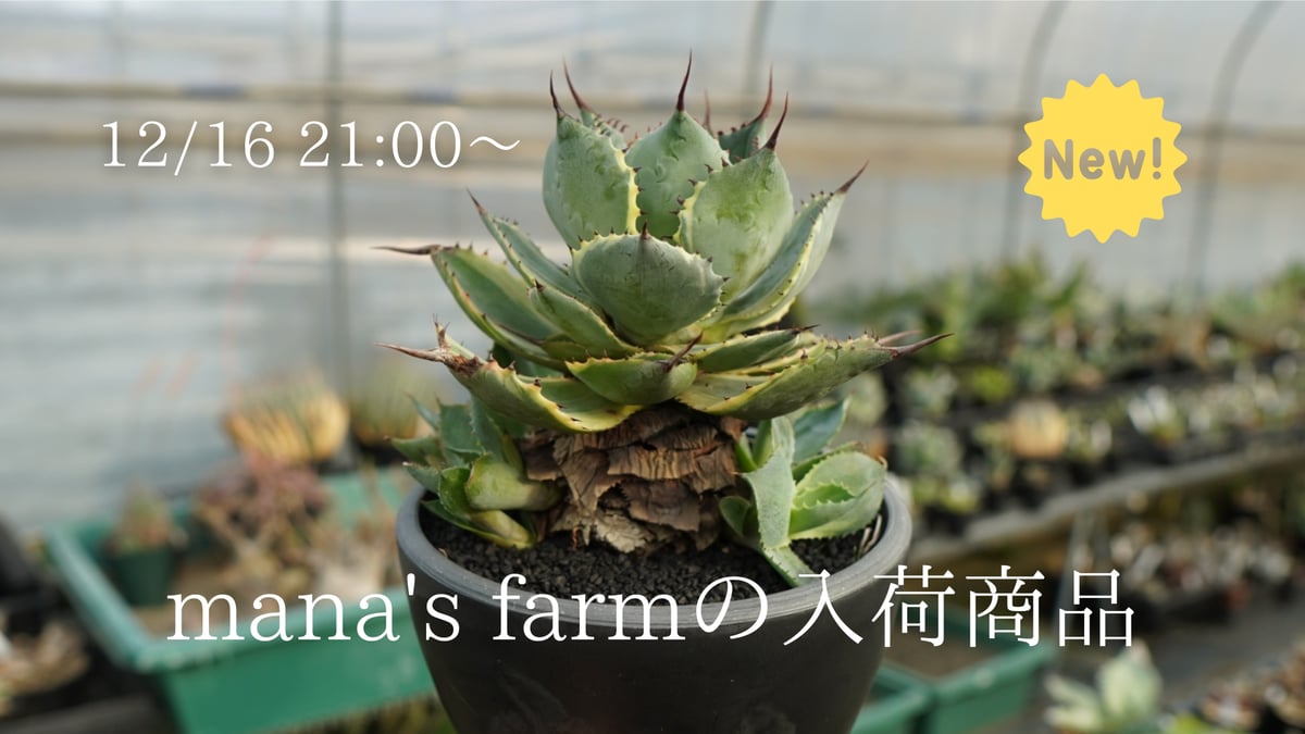本日は珍しい品種や唯一無二のアガベを多数アップします