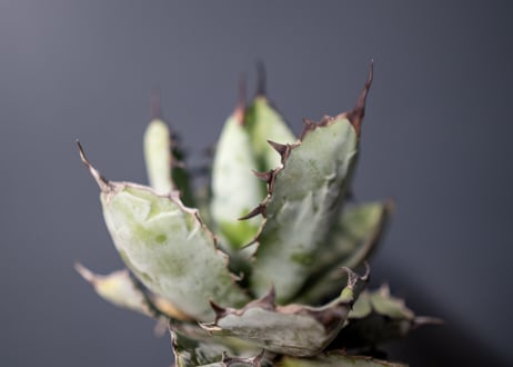 Agave titanota Agave B&B No.6