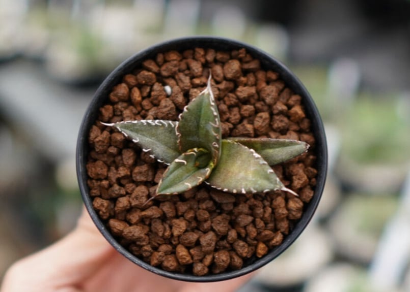 オテロイ フィリグリー 子株 | mana's farm:塊根植物・アガベ・ドライ