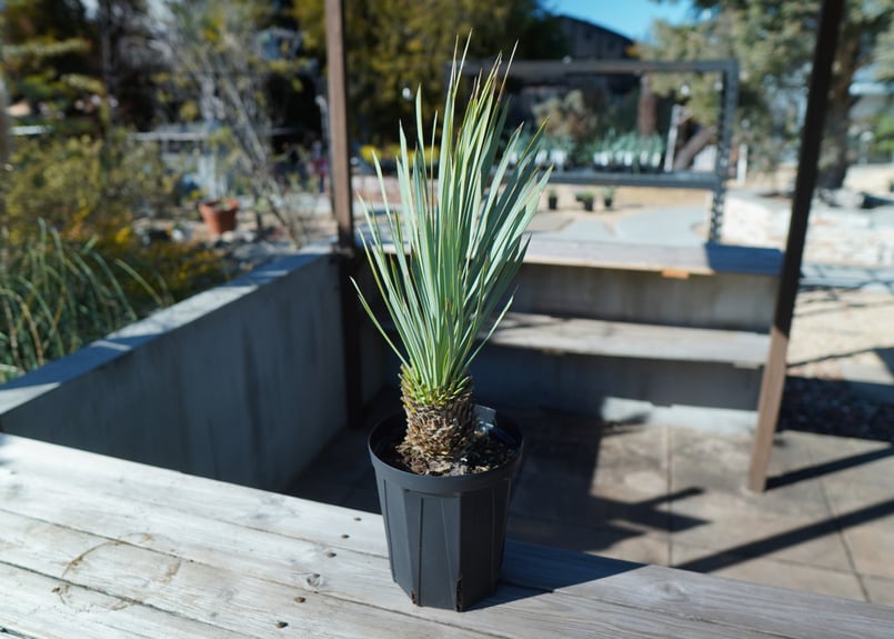 ユッカ ロストラータ | mana's farm:塊根植物・アガベ・ドライガーデン