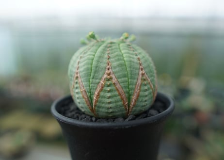 ユーフォルビア　オベサ　Euphorbia obesa