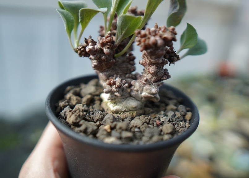 オトンナ ヘレー Othonna herrei C3 | mana's farm:塊根植物・ア