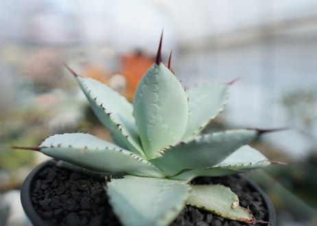 アガベ　ドラゴントゥース　Agave Dagontoes　No.2
