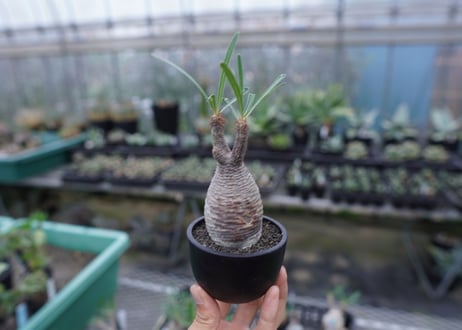 【発根管理中】パキポディウム　グラキリス　 Pachypodium Gracilius  No.5