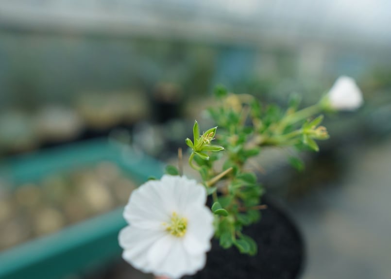 サルコカウロン バンデリエティアエ Sarcocaulon vanderietiae No.1